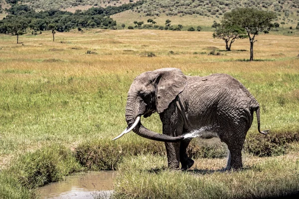Elephant Spraying Water Bathing in Kenya Africa — Stock Photo, Image