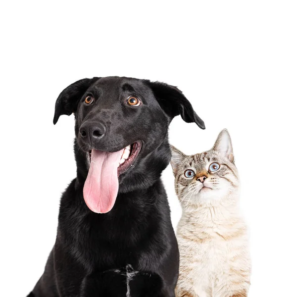 Curieux chien excité et fermeture de chat sur blanc — Photo