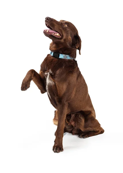 Friendly Labrador Retriever Dog Raising Paw — Stock Photo, Image