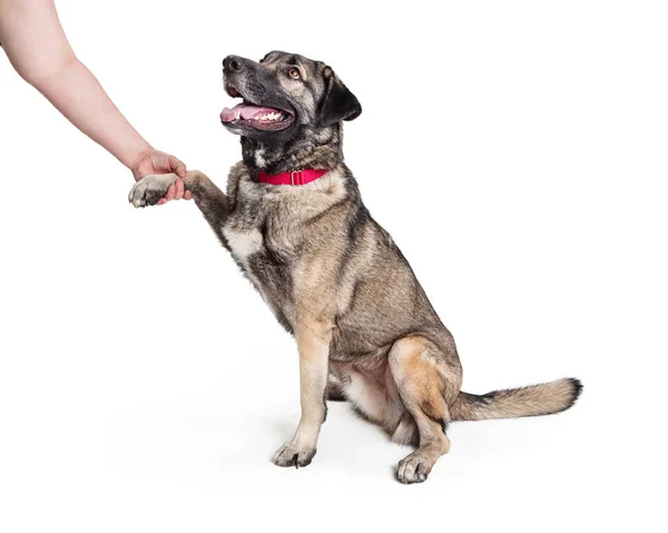 Przyjazne, mieszane rasy duży pies drżenie rąk — Zdjęcie stockowe