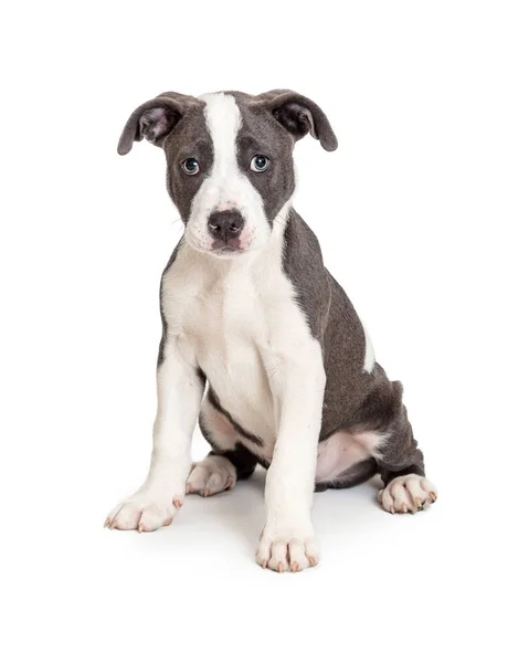 Grey and White Pit Bull Puppy Sitting Looking — Stock Photo, Image