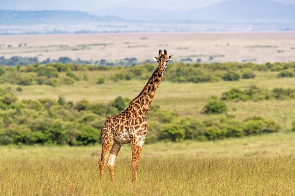 Masai zürafa Kenya Afrika'da tek başına duran — Stok fotoğraf