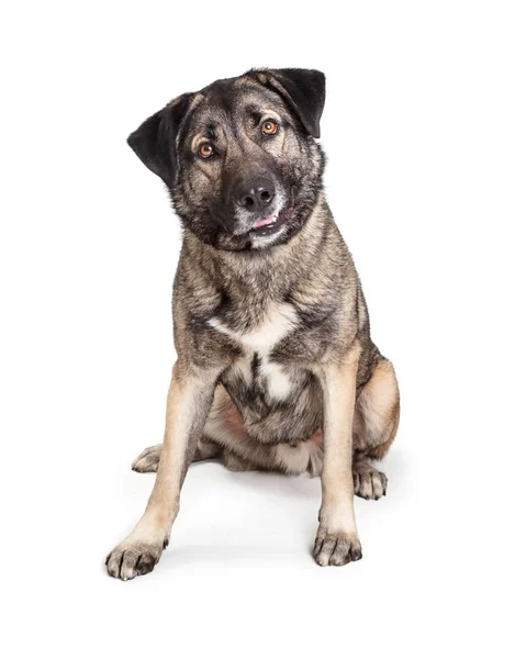 Smíšené obří plemeno přátelský pes sedící Těšíme — Stock fotografie