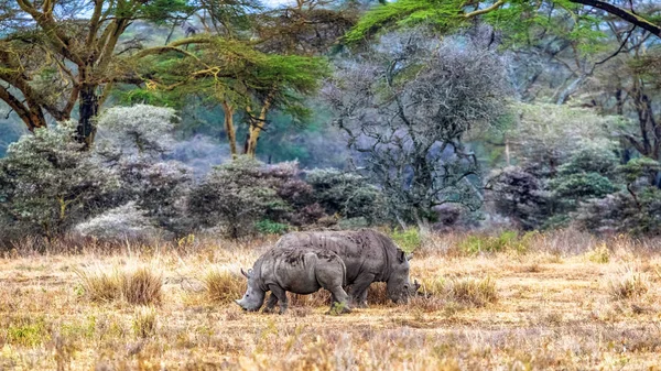 Madre y bebé rinocerontes blancos en el lago Nakuru — Foto de Stock