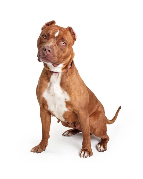 Gehorsamer Staffordshire Terrier Hund über Weiß — Stockfoto