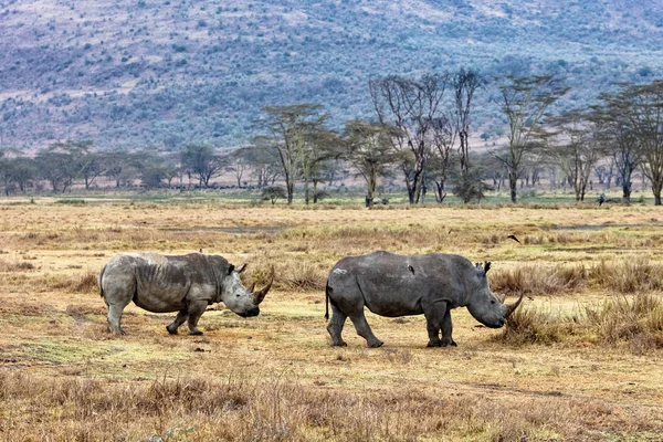 Nashorn und Kalb wandern im Lake Nakuru Kenya — Stockfoto