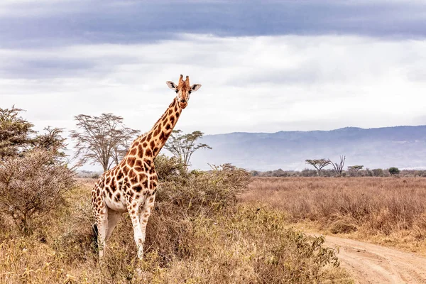 Rothschild zsiráf Afrikában Kenya Road mentén — Stock Fotó