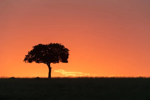 Silhouette arbre unique au coucher du soleil au Kenya Afrique — Photo