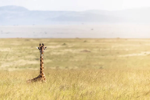 Única Masai Girafa Deitado em África Gramados — Fotografia de Stock