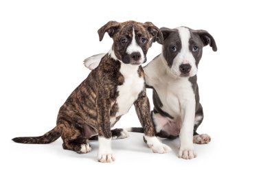 Two Cute Puppies Arm Around Each Other clipart