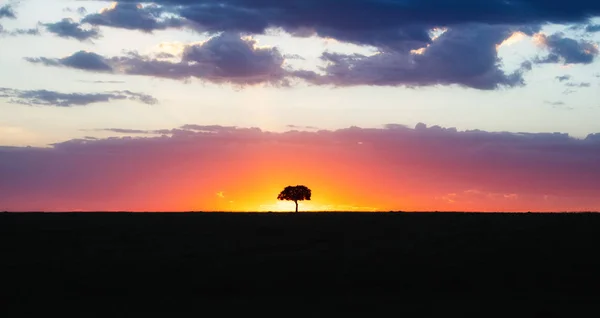 Solitära träd silhuett i färgglada afrikanska solnedgången — Stockfoto