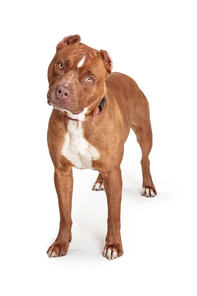 白の上に立ってアメリカンスタッフォードシャー テリア犬 — ストック写真