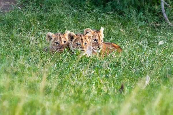 Tres lindos cachorros leones en África —  Fotos de Stock