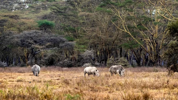 Trois rhinocéros blancs dans le lac Nakuru Kenya — Photo