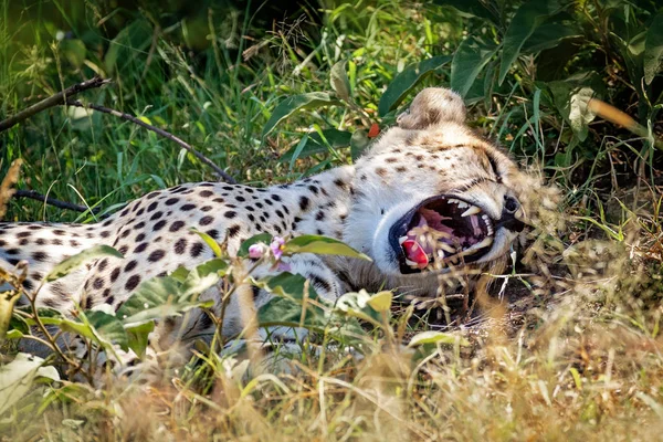 Tired Yawning Cheetah Lying in Kenya Grass — Stock Photo, Image