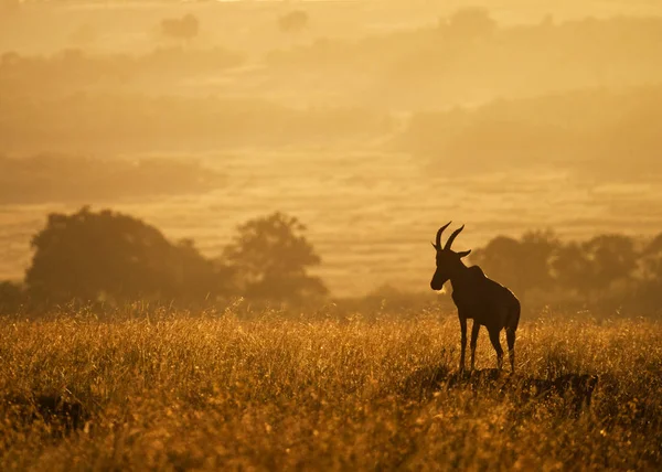 Topi no monte em Africano Golden Sunrise — Fotografia de Stock