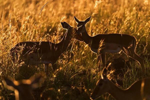 Dois Impalas afetuosos ao nascer do sol — Fotografia de Stock