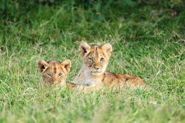 Два милых львенка в Африке — стоковое фото