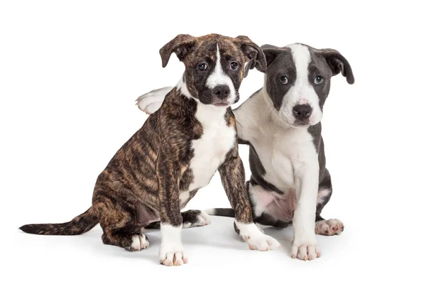 Dois bonito filhotes de cachorro braço em torno de cada outros — Fotografia de Stock