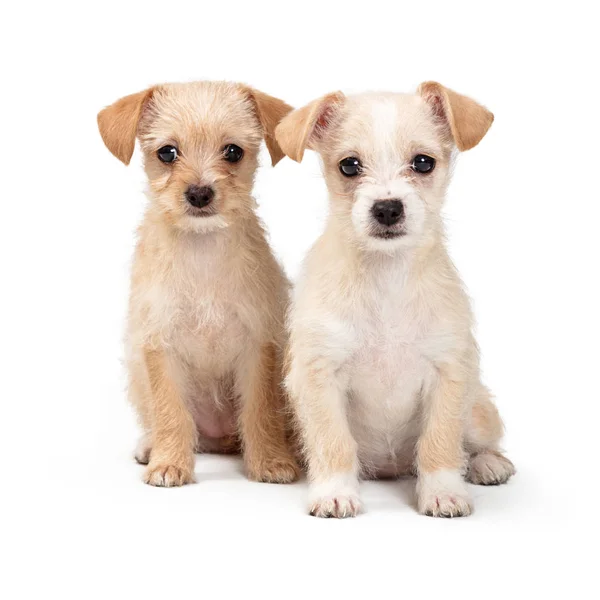 Dwa Cute Tan Terrier szczenięta razem na białym — Zdjęcie stockowe