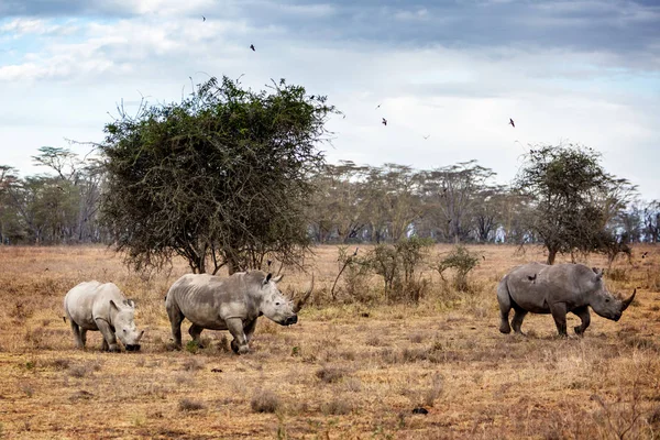 Família Rinoceronte Branco no Lago Nakuru África — Fotografia de Stock