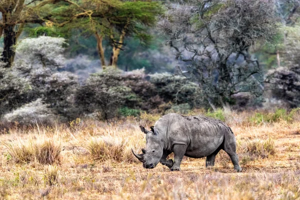 White Rhino Walking Side in Lake Nakuru Kenya — Stock Photo, Image