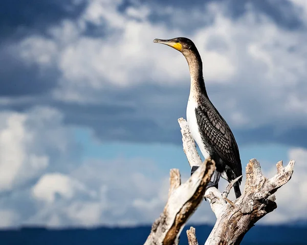 White-Breasted Great Cormorant — Stock Photo, Image
