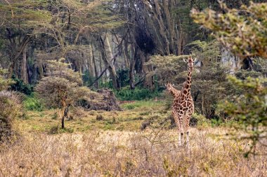 Rothschild zürafa Gölü Nakuru Kenya üzerinden yürüyüş