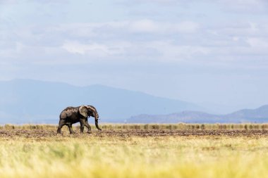 Genç fil yürüyüş alone içinde Amboseli Kenya