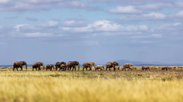 Bambino elefanti leader gregge in linea in Kenya — Foto Stock
