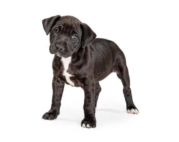 Zwart en wit gemengd Pit Bull Terrier puppy — Stockfoto