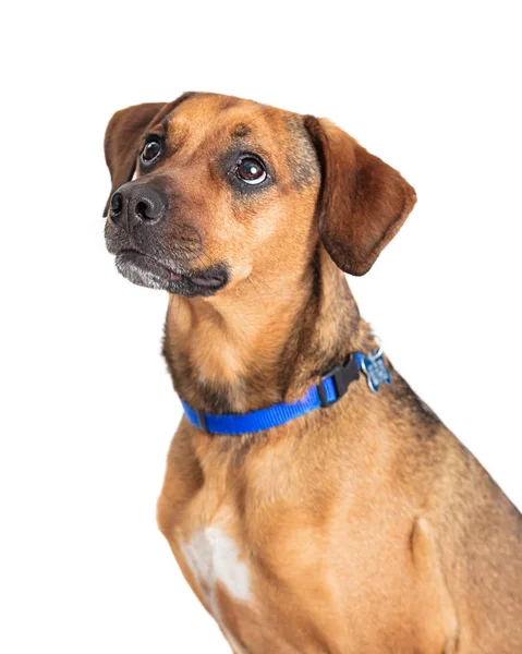 Closeup Brown Common Breed Dog — Stock Photo, Image