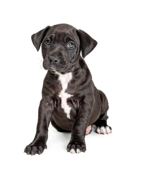 Симпатичный чернокожий пит-булл терьер породил щенка — стоковое фото