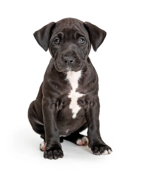 Beyaz göğüs oturma Ile sevimli siyah köpek yavrusu — Stok fotoğraf