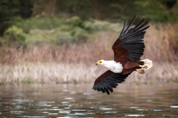Риба Eagle ширяє над озером наївний — стокове фото