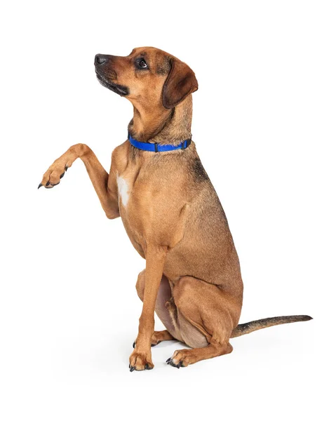 Friendly Brown Dog Raising Paw to Shake — Stock Photo, Image