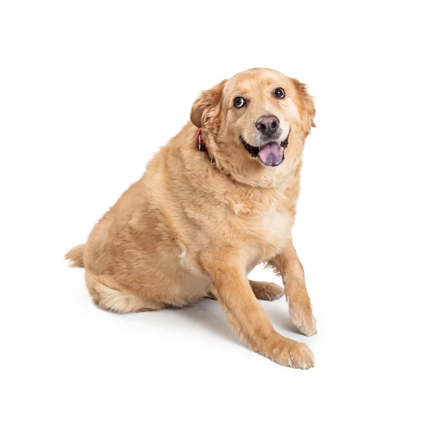 Large Labrador Chow Crossbreed Dog — Stock Photo, Image