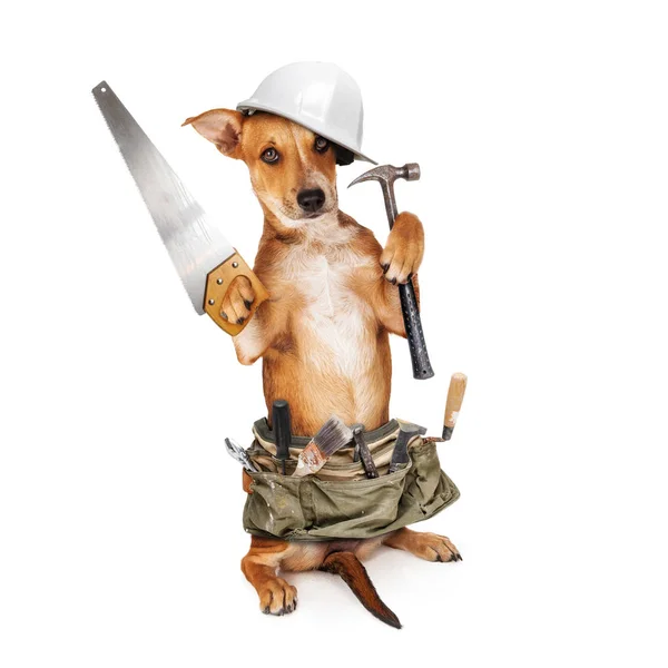 Trabajador de construcción de cachorros — Foto de Stock