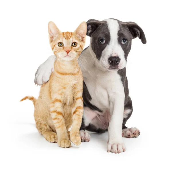 강아지와 팔 주위 귀여운 새끼 고양이 — 스톡 사진
