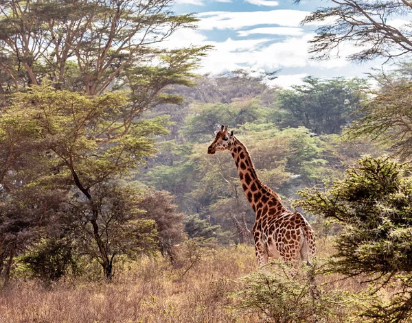 肯尼亚纳库鲁湖的罗斯柴尔德长颈鹿 — 图库照片