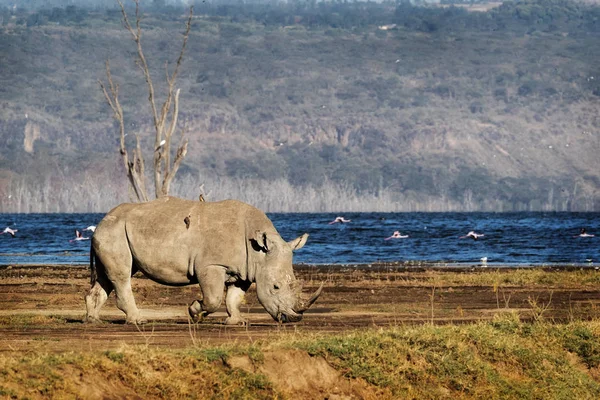 Jižní bílý Rhino procházka v jezeře Nakuru — Stock fotografie