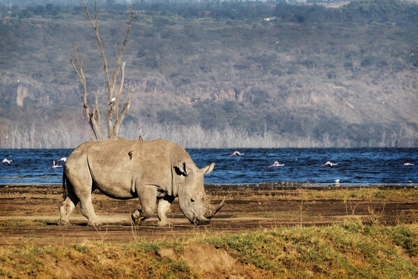 Southern White Rhino Walking in Lake Nakuru