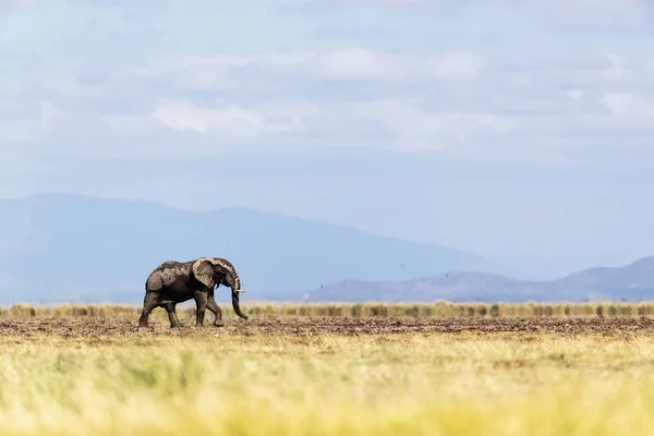 Unga Elephant Walking ensam i Amboseli Kenya — Stockfoto