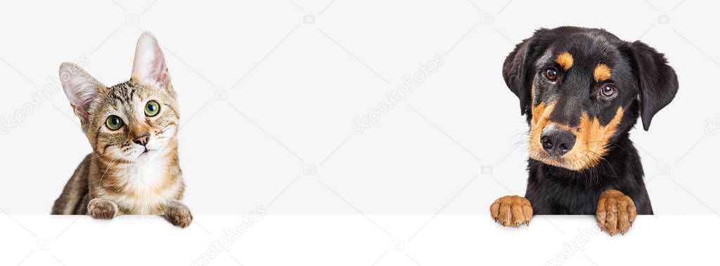 Kitten and Puppy Hanging Over White Web Banner