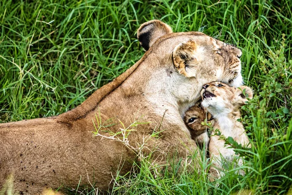 Lionne affectueuse avec des bébés oursons ludiques — Photo