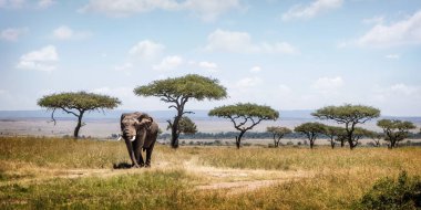 Kenya, Afrika 'da Mara üçgeni 'nde alan üzerinden yol yürüme büyük fil ile Kenya Afrika sahne