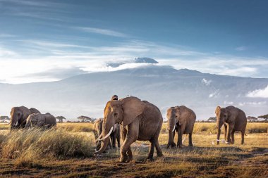 Kilimanjaro önünde Afrika filler sürüsü