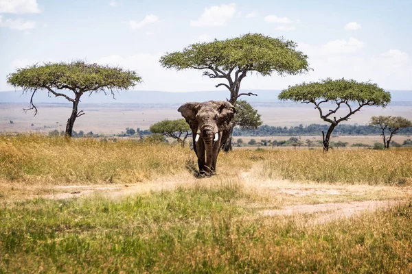 Toro elefante africano en Kenia Africa Acacia Tree Field —  Fotos de Stock