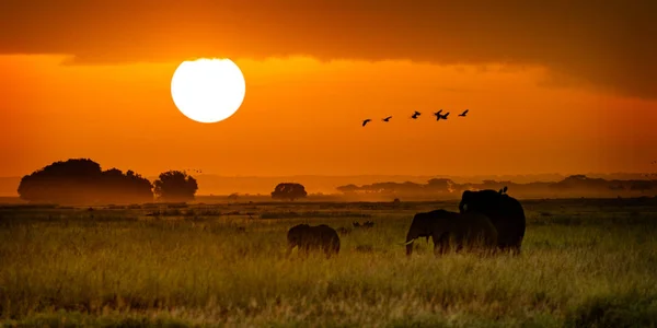 Afrikanska elefanter Walking på Golden Sunrise — Stockfoto