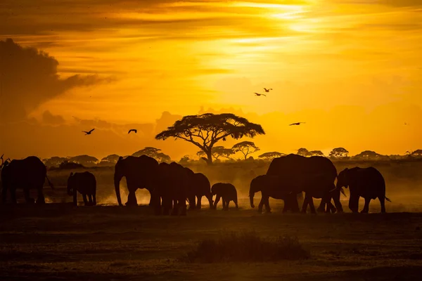 Manada de elefantes africanos no pôr-do-sol dourado — Fotografia de Stock